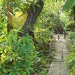 Thonburi Dschungel